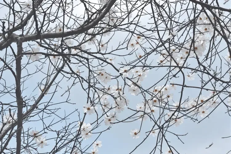 退休教师「张奶奶」拍短视频讲国学,百万粉丝 网络人物 网络人物 - 退休教师「张奶奶」拍短视频讲国学,百万粉丝